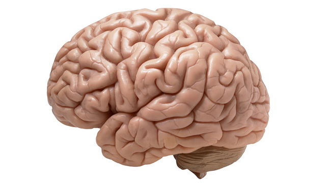 d305ec2a-9f5a-4894-8cd3-a7c43bb0756b-brain-640